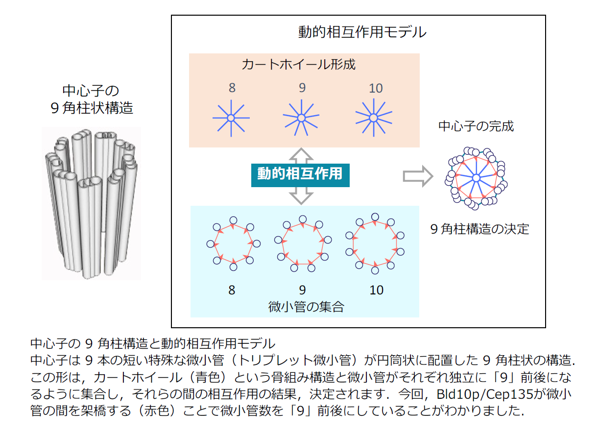 中心体の9角柱構造の形成機構を解明　法政大学の研究グループが細胞骨格構造の形成に欠かせない中心子の形を決める新しい機構を発見