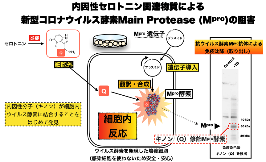 【兵庫県立大学・富山県立大学】セロトニン由来の内因性物質が新型コロナウイルス酵素メインプロテアーゼを阻害することを発見