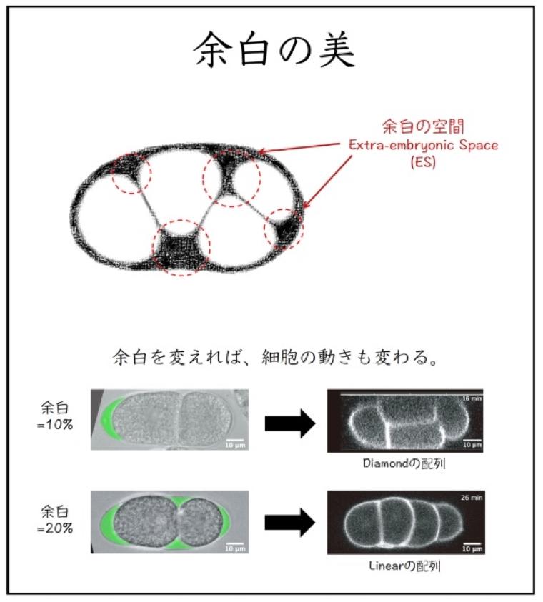 「生命の余白の美」卵殻内の空き空間は細胞配列を制御する -- 数学と生物実験の融合研究で画期的な細胞配列メカニズムを解明【京都大学、神奈川工科大学、国立遺伝学研究所】