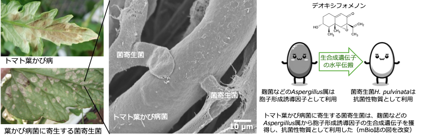 トマトの病原菌を食べる菌を発見　作用メカニズムを解明、バイオ農薬開発に期待 -- 摂南大学