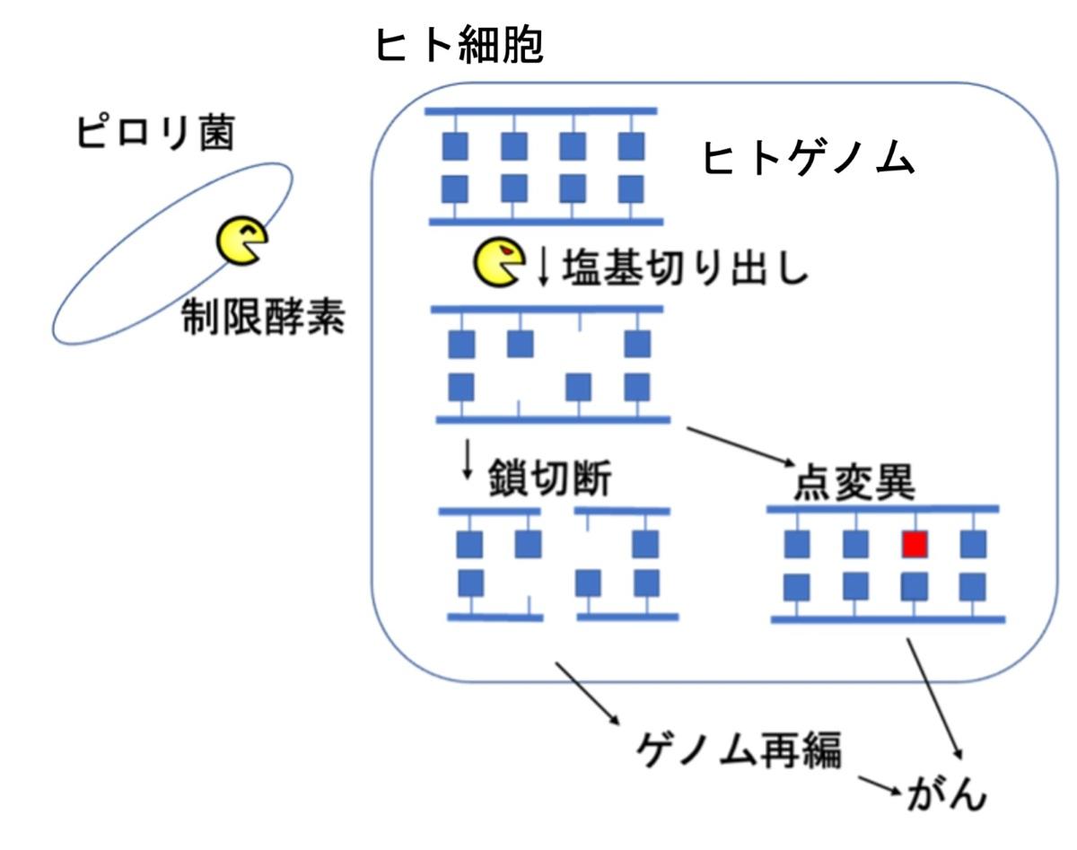 法政大学小林客員教授らの研究グループが細菌の「DNAを切るハサミ」によるヒトゲノムの書き換えががんを起こすことを発見
