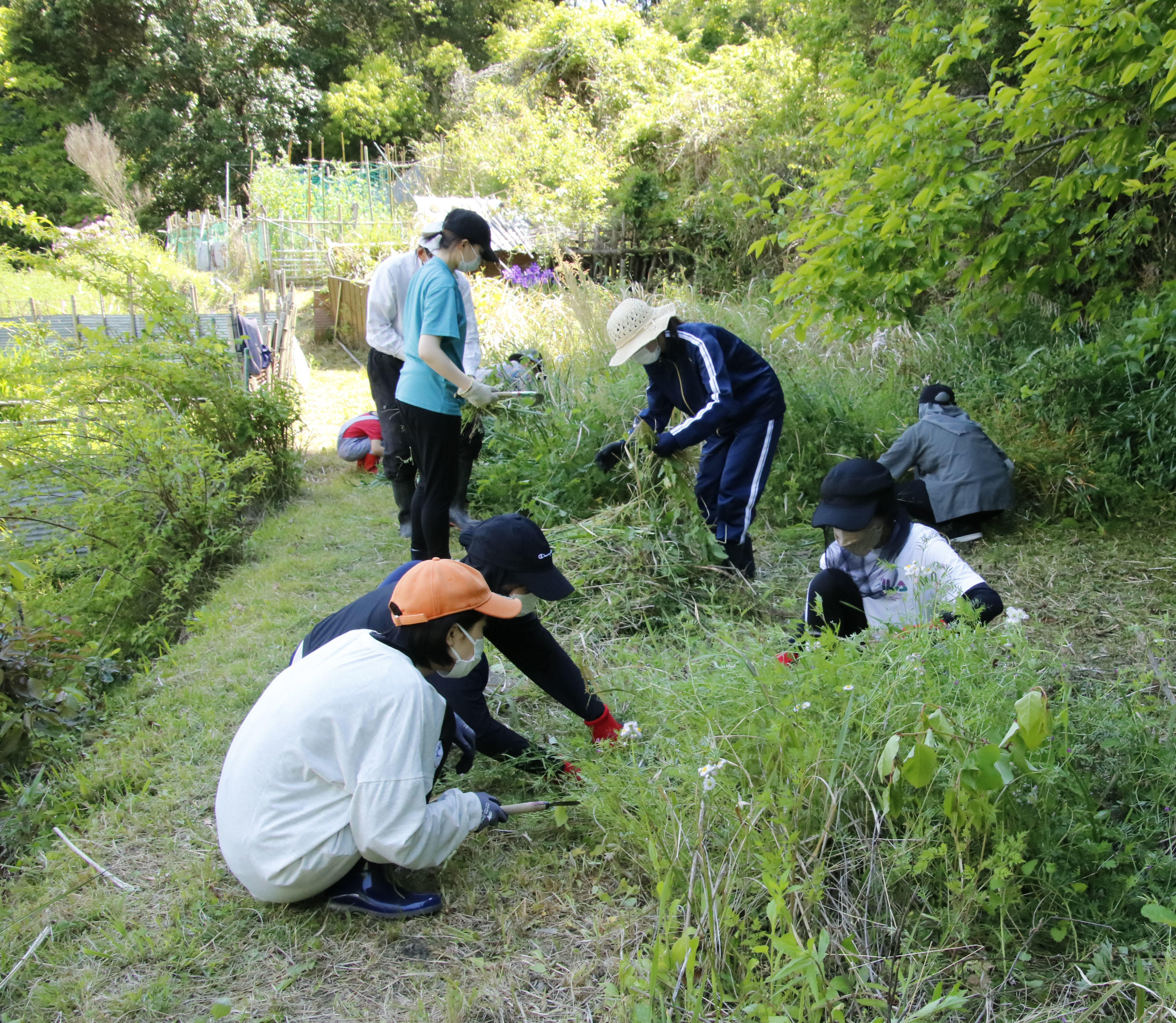 【大阪樟蔭女子大学】■複合型コミュニティづくりを目指す''味噌をいちからつくるプロジェクト''■耕作放棄地の荒起こしと堆肥入れを実施