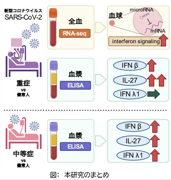 【大阪大学】COVID-19重症化に関連するシグナルを同定 -- 重症患者の早期層別化に期待