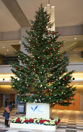 明治大学が１２月５日、大船渡市に巨大クリスマスツリーを設置～「子供たちにツリーを」 被災者の方々の声に応え