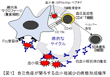 C型肝炎ウイルスの排除は自己免疫による血小板減少の病態を改善する -- 北里大学