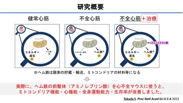 不全心筋エネルギー産生の低下をもたらす機序および治療候補物質の同定に成功 ～心不全治療への貢献に期待～【北翔大学】