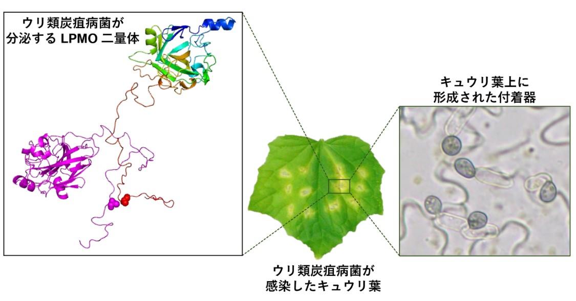 炭疽病菌の植物感染に関与する酵素の二量体化プロセスを発見　セルロース系バイオマスの分解効率化に期待-- 摂南大学