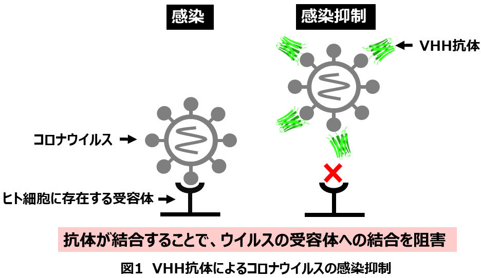 北里大学大村智記念研究所片山和彦教授らの研究グループが新型コロナウイルス（SARS-CoV-2）に対して感染抑制能（中和能）を有するVHH抗体の取得に成功 -- 北里大学（5月7日）