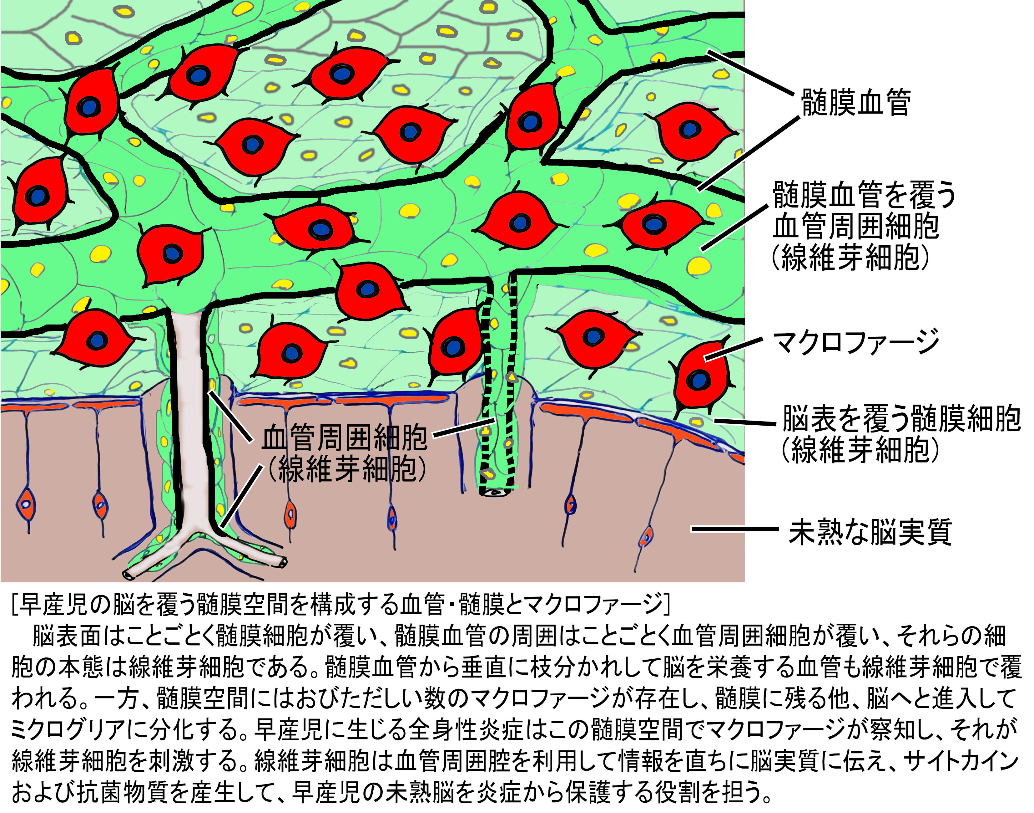 【杏林大学】保健学部 臨床検査技術学科の摂津助教、島田教授らの研究グループが早産児が全身性炎症から脳を防御する基本的な細胞メカニズムを解明！ 