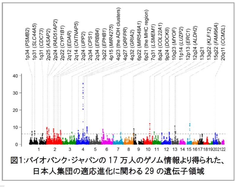 日本人と欧米人の適応進化に関わる遺伝子領域や形質を特定 ～日本人はお酒、欧米人はパンが深く関与～ 大阪大学