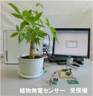 立命館大学が、植物発電によるワイヤレス植物モニタリングシステムを開発――電池を用いずに植物の健康状態のチェックが可能に