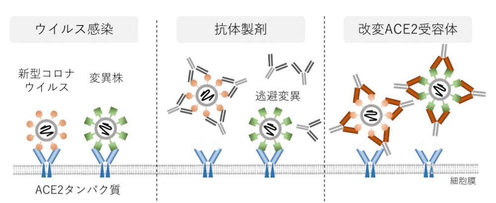 すべての変異型を逃さない新型コロナウイルス感染症治療薬候補の開発～薬剤耐性株が生じない創薬に期待～