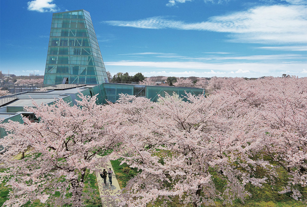 キャンパスにある花の名所――日本工業大学の「桜の広場」