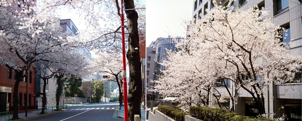 千代田・多摩・狭山台の3キャンパスで楽しめる「桜のアーチ」――大妻女子大学