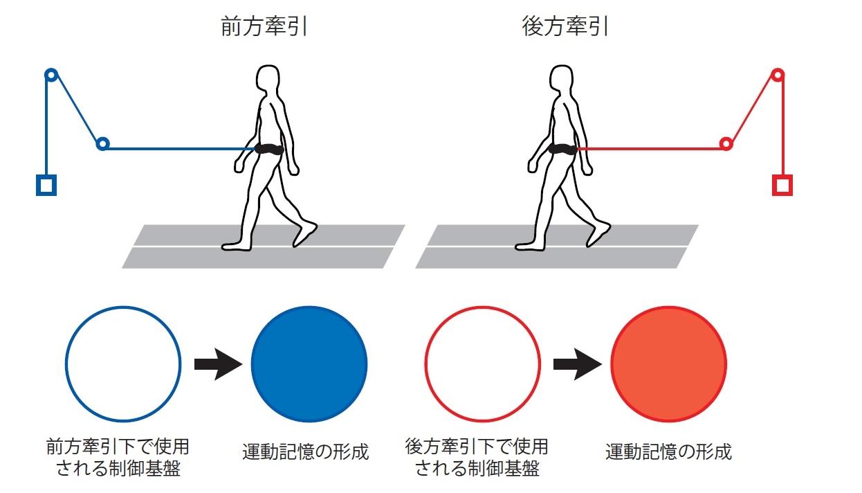 歩行を司る制御基盤の課題特異性 --異なる力学的環境での運動記憶形成に関する検討--