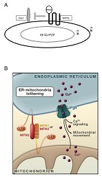 遺伝性神経難病発症のしくみを解明。治療法開発に道――東京薬科大学