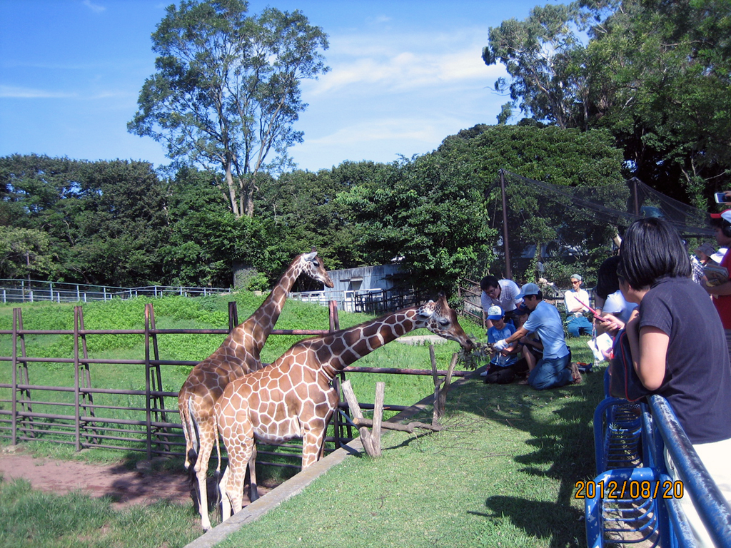 淑徳大学生が8月26日に千葉市動物公園で「ドリームナイト・アット・ザ・ズー」に参加――特別支援教育を学ぶ学生らによる産官学連携事業