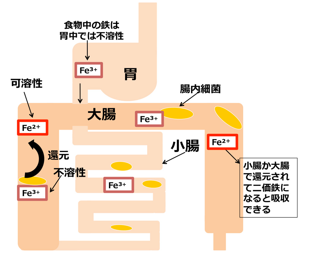 「腸内細菌」が「鉄分」の吸収を助けていることを発見　――東京工科大学応用生物学部