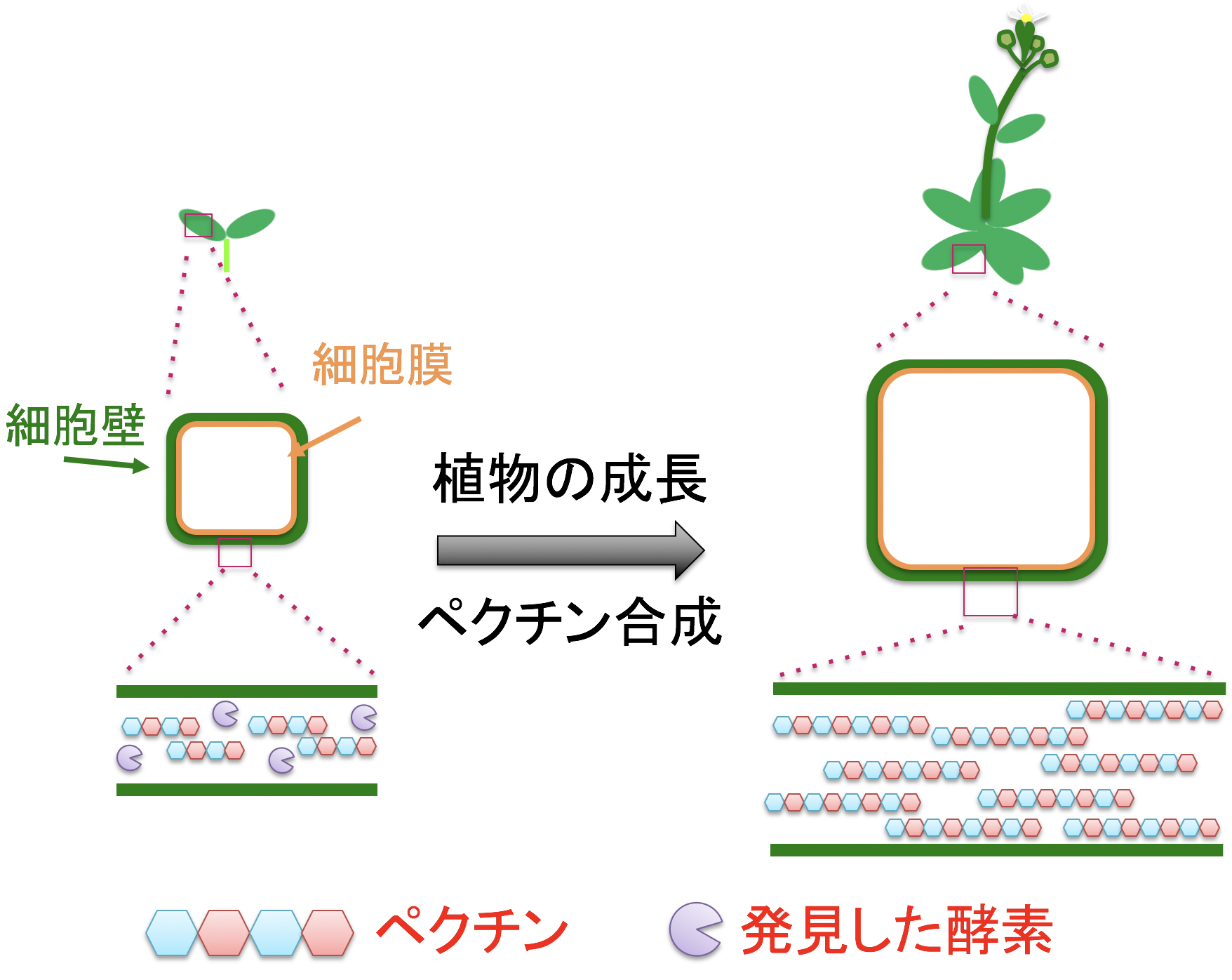 植物の陸上進出の鍵物質がペクチンであった ～ 植物成長に伴う細胞壁ペクチン合成の仕組みを解明 ～　--立命館大学--