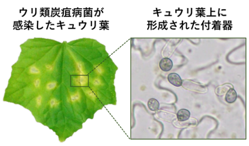 世界初 炭疽病菌の感染の仕組みを解明　分泌性酸化酵素のペアが病原性遺伝子発現を誘導　植物病の新たな防除薬剤開発に期待 -- 摂南大学