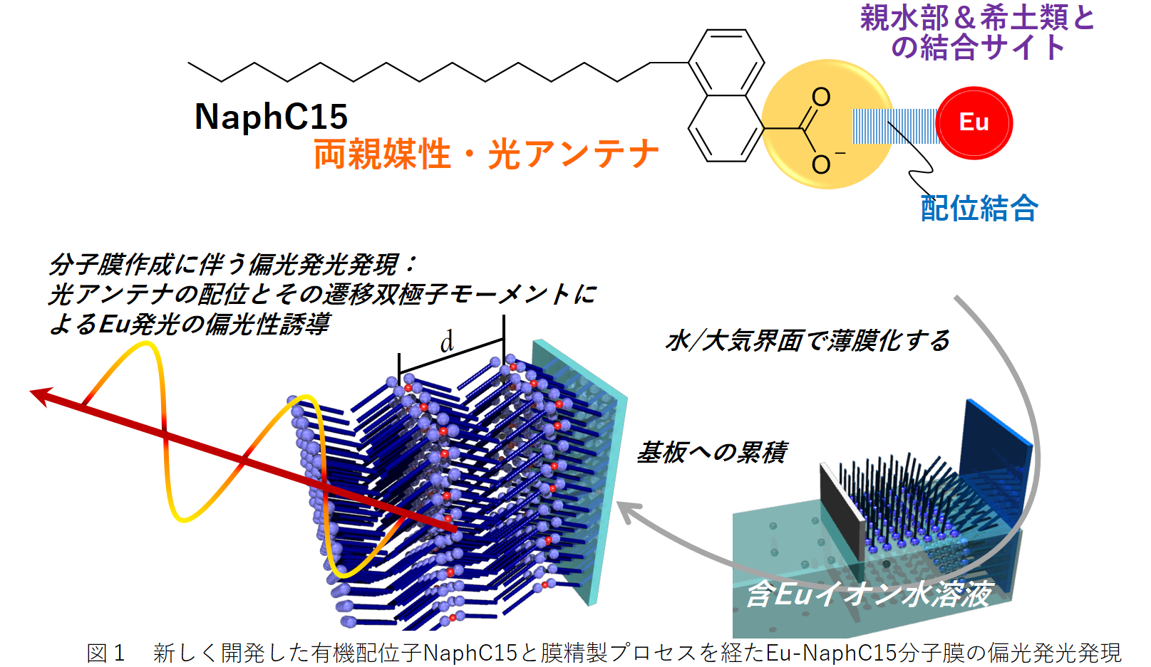 青山学院大学と静岡大学がレアアースの直線偏光発光の仕組みを膜型ソフトクリスタルにより解明