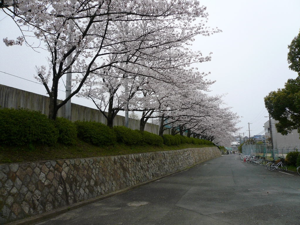 ソメイヨシノの桜が満開となる大阪学院大学・千里山グラウンド「観桜」一般開放開始