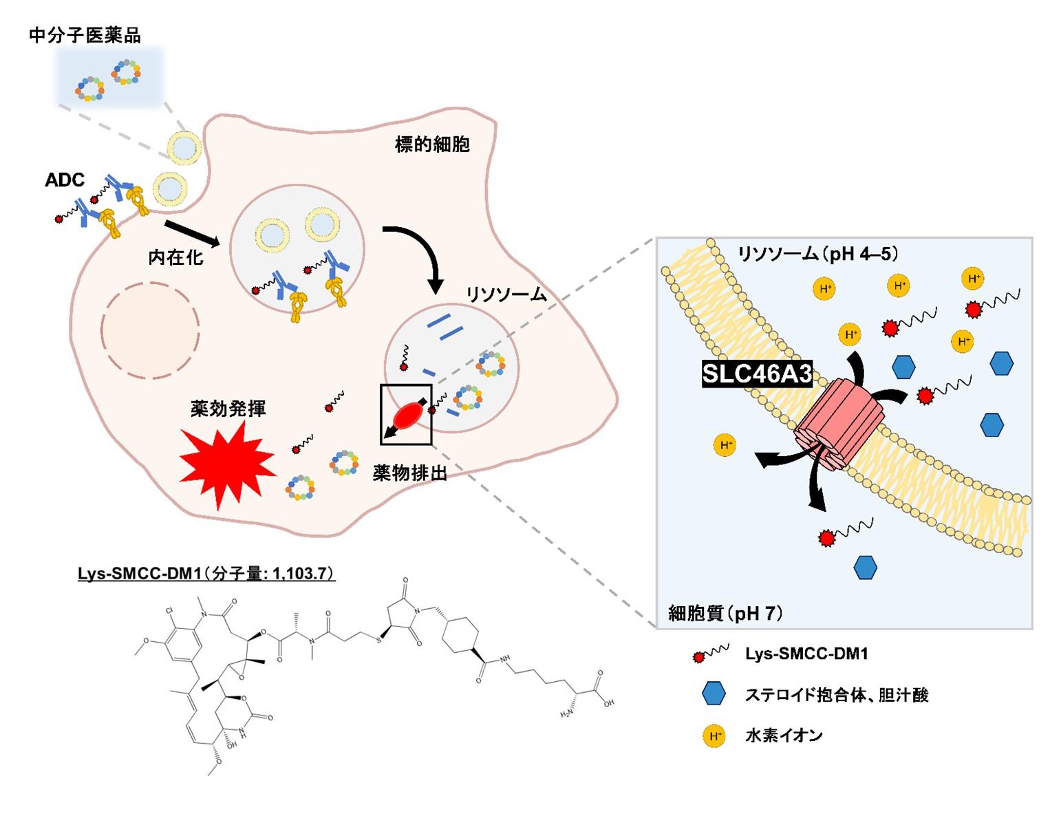 世界初、リソソームから薬物を取り出す輸送体を発見～新規創薬モダリティ開発への応用に期待～