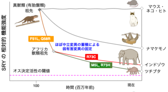 哺乳類の性決定遺伝子Sryの