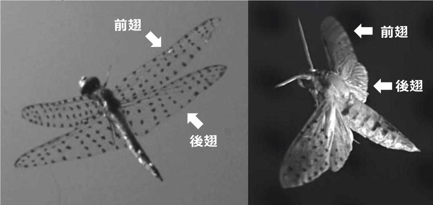 トンボの優れた機動飛行の流体力学メカニズムを解明　高性能な羽ばたき型飛行ロボットの創出に期待　東京工科大学工学部