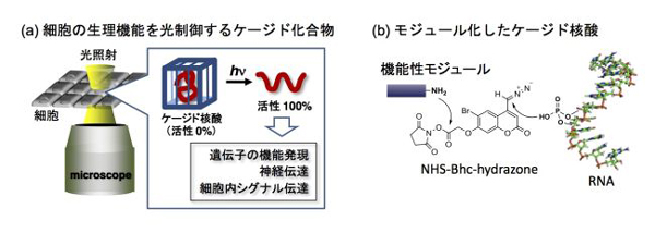 東邦大学の院生らによる論文がアメリカ化学会の「2012-13 Virtual Issue」に選出　――ケージド核酸にモジュール化の考え方を適用したプラットフォーム分子の開発