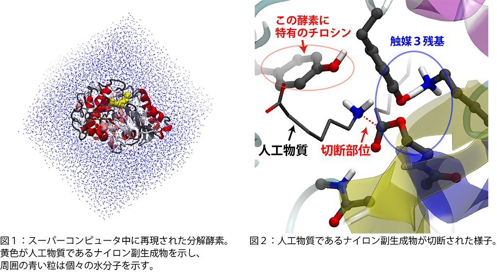 神奈川工科大学らの研究グループが人工物質ナイロンを分解する酵素の仕組みをスーパーコンピュータで解明