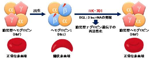 【東京薬科大学】鎌状赤血球症の新しい治療薬候補を開発 -- ヒストンメチル化酵素G9aの新しい阻害剤RK-701 --