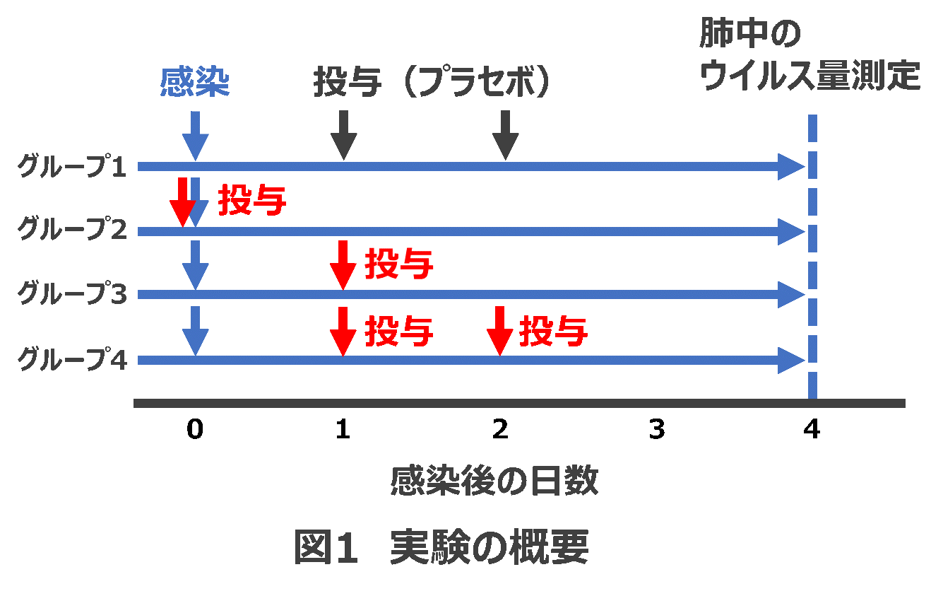 新型コロナウイルス感染症（ハムスターモデル）の治療に成功　VHH抗体の経鼻投与法により臨床応用に大きく前進 -- 北里大学