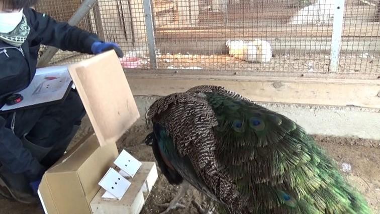 インドクジャクが持つ数を数える能力を解明 ~ダーウィンから続く謎に新たな手がかりを~(北里大学)