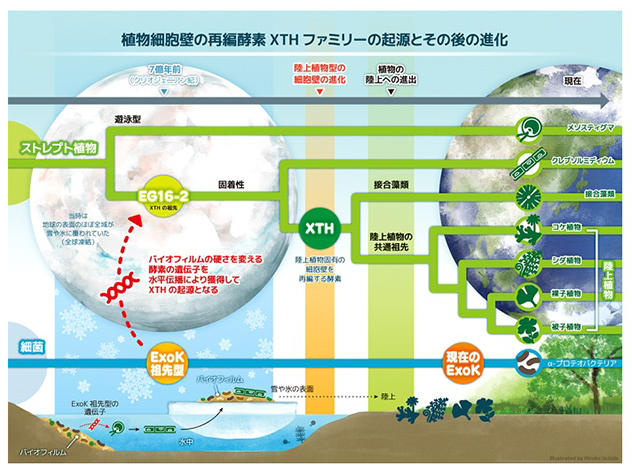 神奈川大学理学部生物科学科の西谷和彦教授、篠原直貴非常勤講師が、植物細胞壁再編酵素XTHの起源の研究成果に基づき、生物陸上化の新しいシナリオを提唱しました