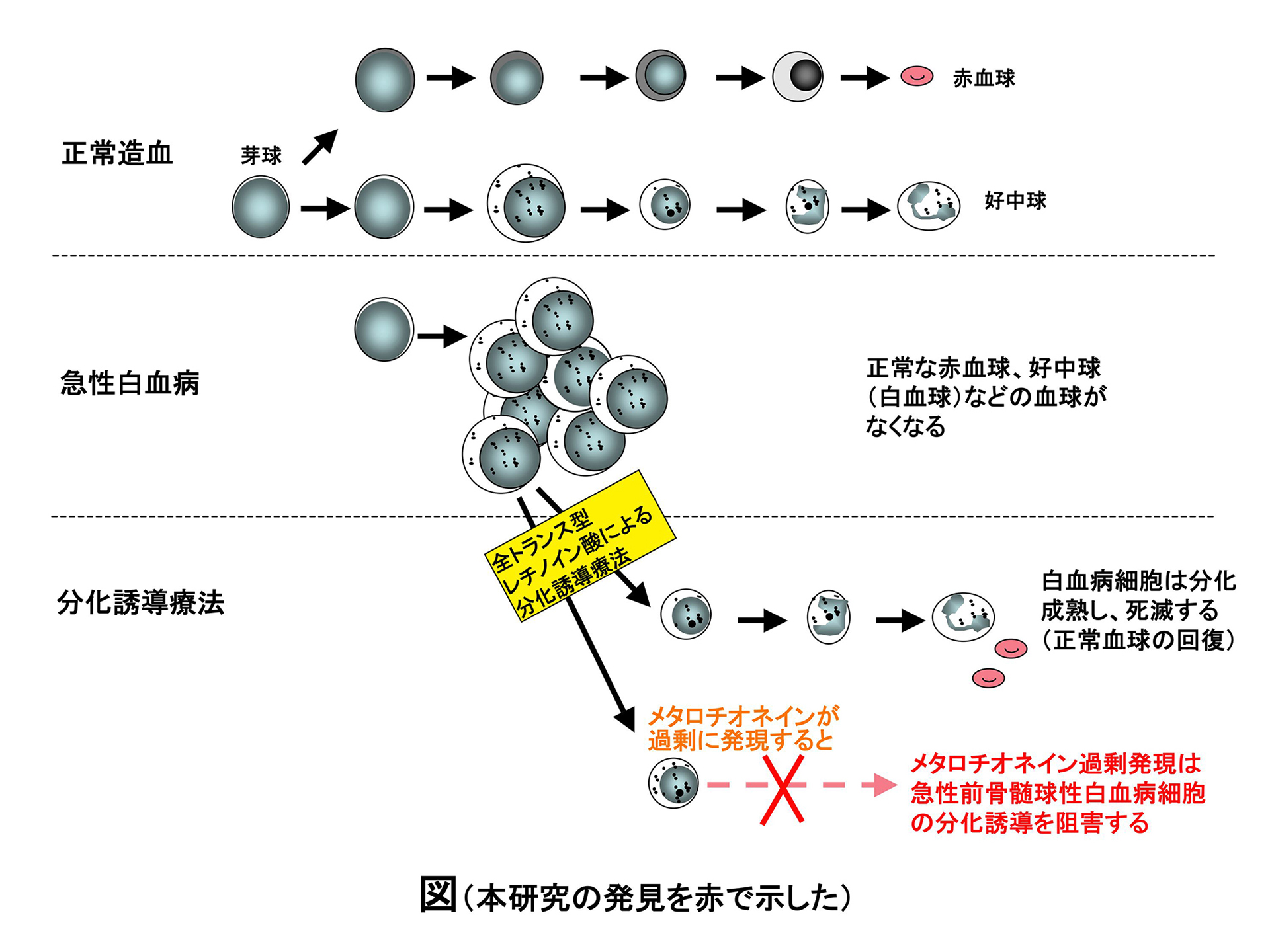 北里大学が顆粒球系細胞分化を制御する遺伝子を新たに同定