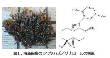 褐藻類の成分が「潰瘍性大腸炎」を抑制することを発見　予防治療などへの応用に期待――東京工科大学応用生物学部