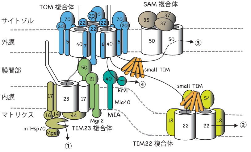 【京都産業大学】ミトコンドリアへのタンパク質搬入のメカニズムを解明 -- 英国科学誌Nature（オンライン版）に掲載