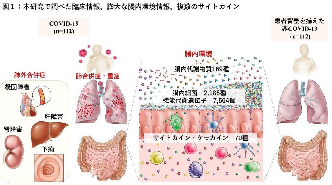 東京医科大学が、「ヒト腸内細菌と代謝物質を介した免疫応答が新型コロナウイルス感染症および合併症に与える影響を発見：膨大なオミックス情報解析研究 ～ウイルス感受性やCOVID-19合併症の個人差の根底に腸内環境の違いが関与の可能性～」