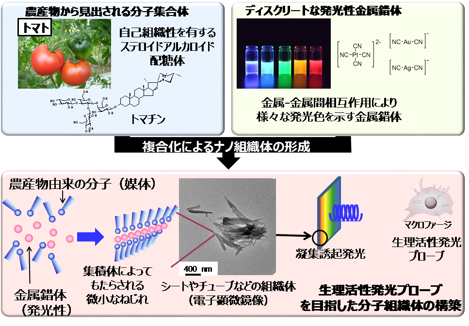 崇城大学黒岩敬太教授と池田剛教授らの研究グループがトマトの成分を利用して新たな発光ナノ材料を開発 -- 農作物の活用されない部分を最先端科学でナノテクノロジー材料に