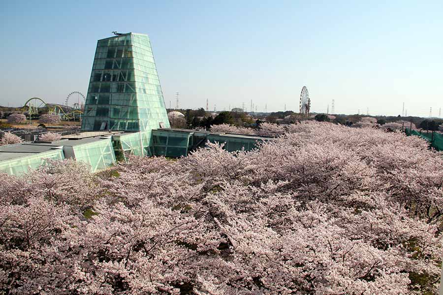 キャンパスにある花の名所――日本工業大学の「桜の広場」