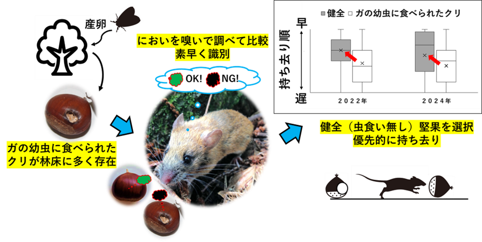 【名古屋大学】野ネズミはクリの虫食いの有無を、素早く嗅ぎ分ける~ガの幼虫が食べた堅果を避けることを野外で実証~