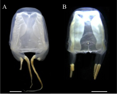 北里大学が身近な海から新科新属新種のクラゲを発見、「リュウセイクラゲ（流星水母）」と命名