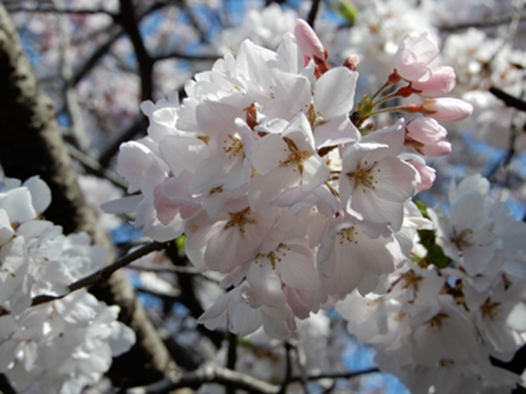 【跡見学園女子大学】キャンパスに自生した新種の桜を『アトミザクラ（跡見桜）』と命名、桜の園芸品種として認定を受ける／学園創立150周年記念式典で発表