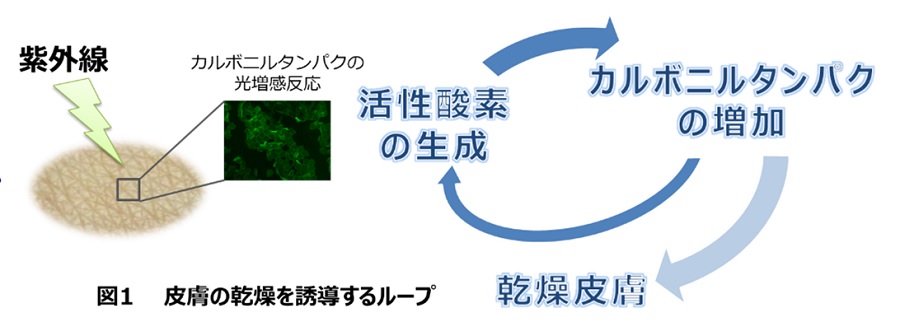 日焼けによる肌乾燥のメカニズムを解明 -- 角層細胞タンパクのカルボニル化と活性酸素生成のループが関与 -- 東京工科大学応用生物学部