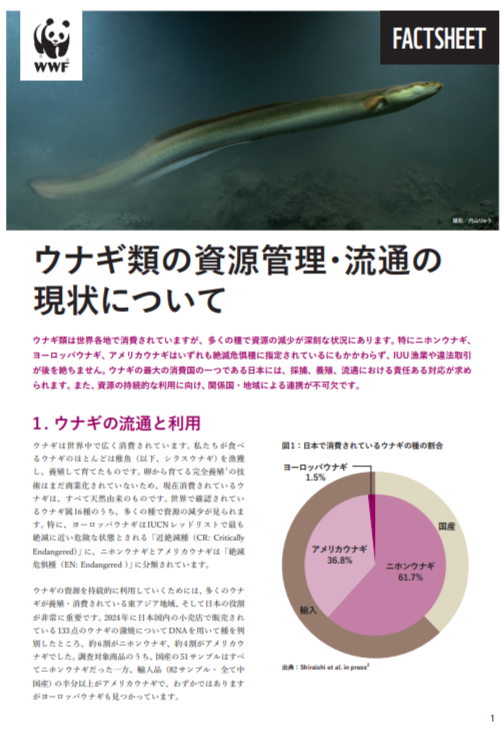 WWFジャパンと中央大学、ウナギの取引と流通の最新動向をまとめたファクトシートを共同発表　　アメリカウナギの取引が世界的に急増、国内蒲焼のウナギ種別調査でも4割を占める