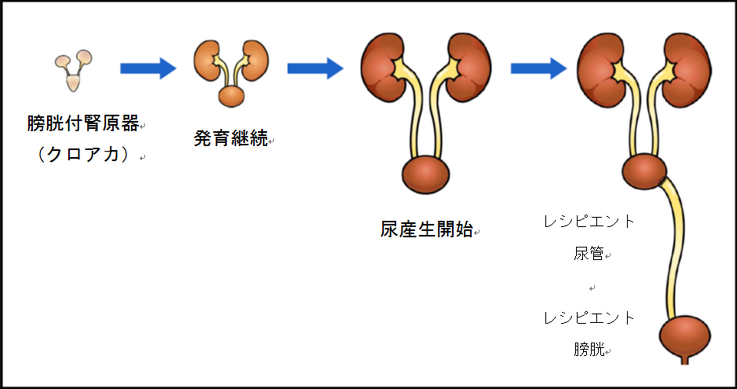 再生腎臓からの尿排泄に成功～臨床応用に向けた大きな一歩～明治大学