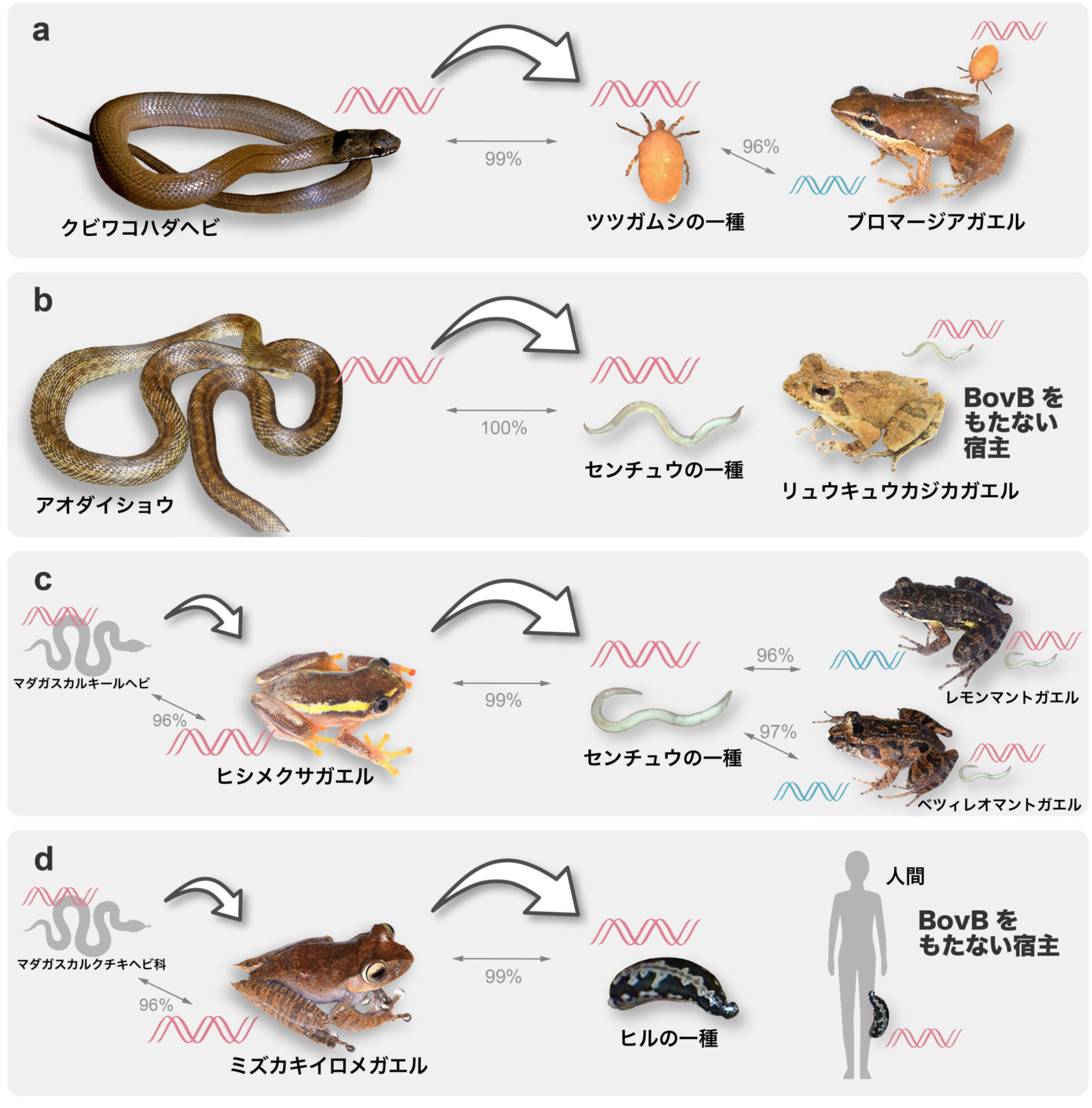 【長浜バイオ大学】「ヘビの遺伝子がカエルに飛び移る？ -- 寄生虫が仲介する遺伝子水平伝播のパンデミック -- 」英国学術誌「Molecular Biology and Evolution」（電子版）に掲載