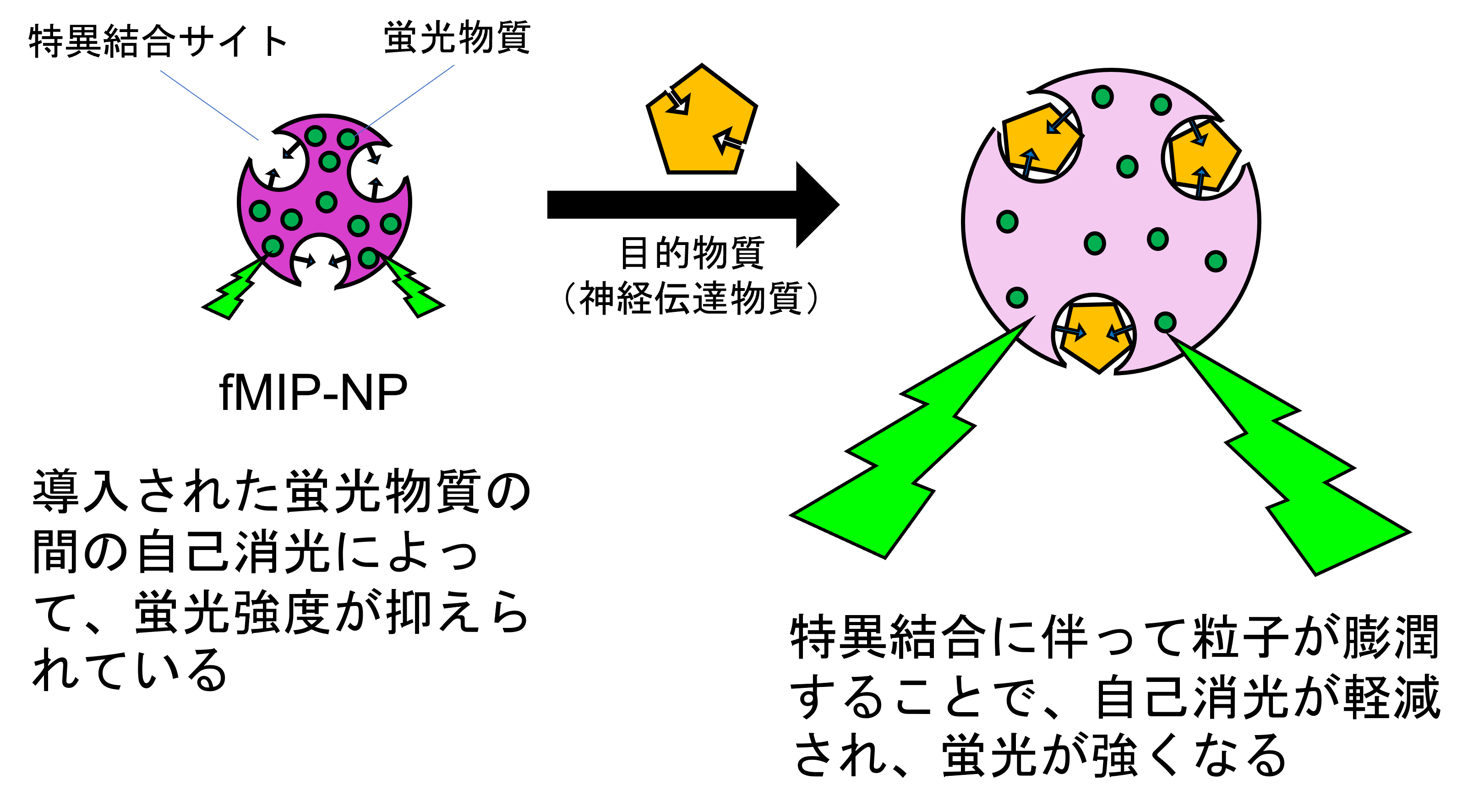 【芝浦工業大学】特定の神経伝達物質を検出する蛍光性分子インプリント高分子ナノ粒子の合成に成功 -- 脳内神経伝達物質を検出するためのナノプローブを開発中 --