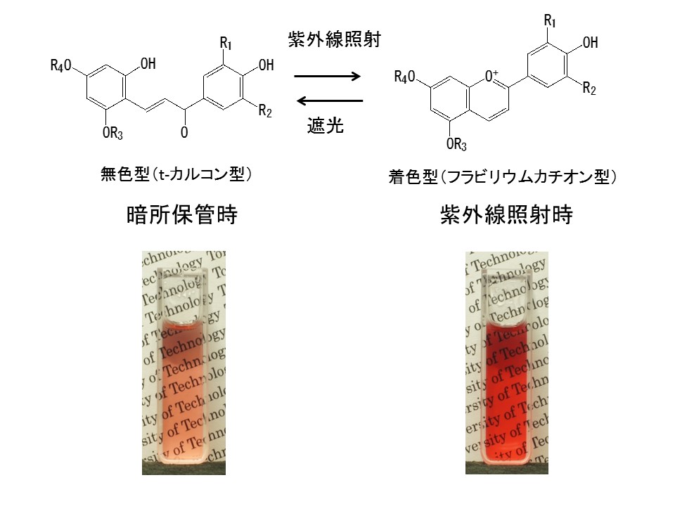 天然色素のみを用いた「フォトクロミック材料」の開発に成功 -- 化粧品や食品などへの応用も可能に -- 東京工科大学